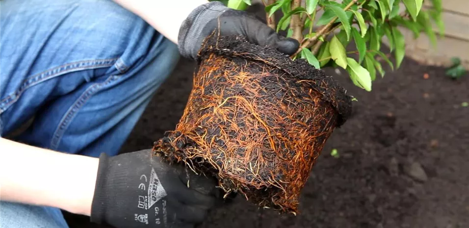 Portugiesischer Kirschlorbeer - Einpflanzen im Garten (3)